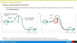 Biodiversidade
Células e Biomoléculas
― As enzimas são proteínas produzidas por células vivas, que aceleram reações químicas sem se consumirem nelas
– são biocatalisadores.
Enzimas, um tipo especial de proteínas
Fig. 21 – A – A reação de hidrólise da sacarose tem uma energia de ativação elevada, o que a torna lenta.
B – A presença de sacarase baixa a energia de ativação (EA), facilitando a ocorrência da reação e aumentando a sua velocidade.
 