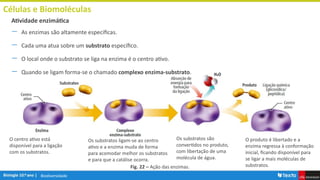 Biodiversidade
Células e Biomoléculas
― As enzimas são altamente especificas.
― Cada uma atua sobre um substrato específico.
― O local onde o substrato se liga na enzima é o centro ativo.
― Quando se ligam forma-se o chamado complexo enzima-substrato.
Atividade enzimática
Fig. 22 – Ação das enzimas.
O centro ativo está
disponível para a ligação
com os substratos.
Os substratos ligam-se ao centro
ativo e a enzima muda de forma
para acomodar melhor os substratos
e para que a catálise ocorra.
Os substratos são
convertidos no produto,
com libertação de uma
molécula de água.
O produto é libertado e a
enzima regressa à conformação
inicial, ficando disponível para
se ligar a mais moléculas de
substratos.
 