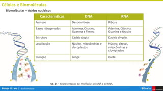 Biodiversidade
Células e Biomoléculas
Biomoléculas – Ácidos nucleicos
Fig. 24 – Representação das moléculas de DNA e de RNA.
Características DNA RNA
Pentose Desoxirribose Ribose
Bases nitrogenadas Adenina, Citosina,
Guanina e Timina
Adenina, Citosina,
Guanina e Uracilo
Estrutura Cadeia dupla Cadeia simples
Localização Núcleo, mitocôndrias e
cloroplastos
Núcleo, citosol,
mitocôndrias e
cloroplastos
Duração Longa Curta
 
