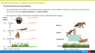 Biodiversidade e organização biológica
― As transferências de matéria e de energia entre produtores e consumidores realizam-se de forma unidirecional,
sob a forma de uma cadeia alimentar ou cadeia trófica.
― Ao longo das cadeias alimentares há perdas muito significativas de energia.
Funcionamento dos ecossistemas
Níveis
tróficos
4.⁰ Texugo
3.⁰ Lagartixa
2.⁰ Borboleta
1.⁰ Plantas
Consumidores
3.ª ordem
2.ª ordem
1.ª ordem
Produtores
Raposa
Lagarto
Gafanhoto
Plantas
Fig. 2 – Cadeia alimentar. Fig. 3 – Pirâmide trófica.
 