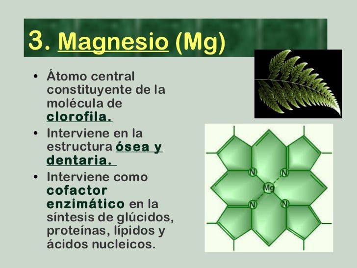 Resultado de imagen para bioelementos magnesio
