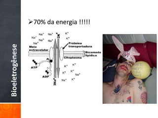 Bioeletrogênese
70% da energia !!!!!
 