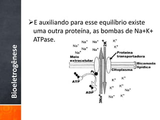 Bioeletrogênese
E auxiliando para esse equilíbrio existe
uma outra proteína, as bombas de Na+K+
ATPase.
 