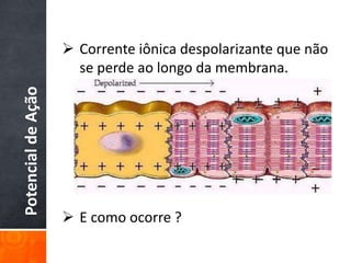 PotencialdeAção
 Corrente iônica despolarizante que não
se perde ao longo da membrana.
 E como ocorre ?
 
