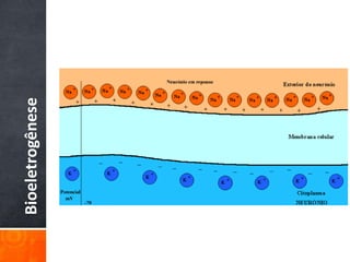 Bioeletrogênese
 