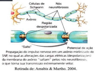 Bioeletrogênese
 Tamanho da Fibra: fibras maiores conduzem
mais rápido pois o extravasamento das cargas +
são menores;
 Presença de Mielina: isolante elétrico formado
por lipídios que deixam pontos descobertos
chamados Nódulos de Ranvier;
 