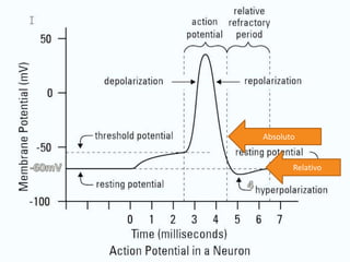 Bioeletrogênese
Absoluto
Relativo
 