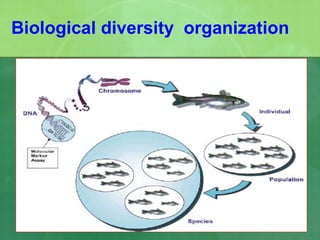 Biological diversity organization
 