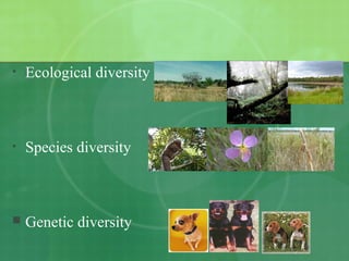 • Ecological diversity
• Species diversity
 Genetic diversity
 