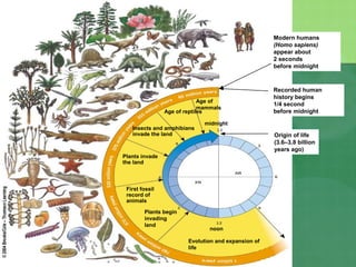 Plants begin
invading
land
Evolution and expansion of
life
First fossil
record of
animals
Plants invade
the land
Age of reptiles
Age of
mammals
Insects and amphibians
invade the land
Modern humans
(Homo sapiens)
appear about
2 seconds
before midnight
Recorded human
history begins
1/4 second
before midnight
Origin of life
(3.6–3.8 billion
years ago)
noon
midnight
 