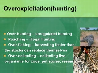 Overexploitation(hunting)
Over-hunting – unregulated hunting
Poaching – illegal hunting
Over-fishing – harvesting faster than
the stocks can replace themselves
Over-collecting – collecting live
organisms for zoos, pet stores, research etc.
 