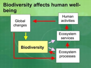 Biodiversity affects human well-being Human activities Global changes Biodiversity Ecosystem processes Ecosystem services 