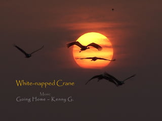 White-napped Crane 
Music 
Going Home – Kenny G. 
 