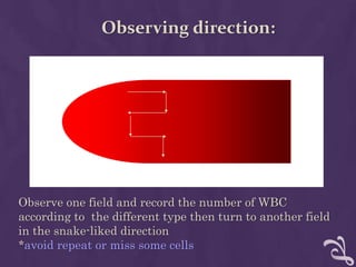 Observing direction:
Observe one field and record the number of WBC
according to the different type then turn to another field
in the snake-liked direction
*avoid repeat or miss some cells
 