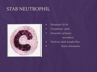 STAB NEUTROPHIL
 Diameter:12-16
 Cytoplasm : pink
 Granules: primary
secondary
 Nucleus: dark purple blue
 dense chromatin
 