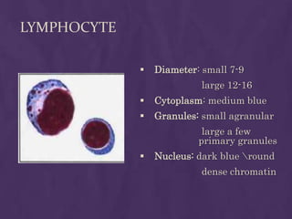 LYMPHOCYTE
 Diameter: small 7-9
large 12-16
 Cytoplasm: medium blue
 Granules: small agranular
large a few
primary granules
 Nucleus: dark blue round
dense chromatin
 