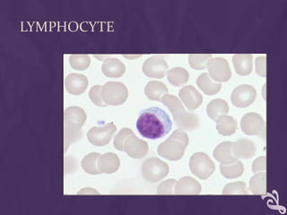 LYMPHOCYTE
 