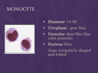MONOCYTE
 Diameter: 14-20
 Cytoplasm : grey blue
 Granules: dust-like lilac
color granules
 Nucleus: blue
large irregularly shaped
and folded
 