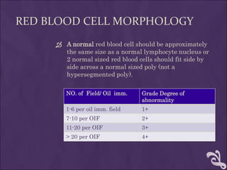 RED BLOOD CELL MORPHOLOGY
 A normal red blood cell should be approximately
the same size as a normal lymphocyte nucleus or
2 normal sized red blood cells should fit side by
side across a normal sized poly (not a
hypersegmented poly).
Grade Degree of
abnormality
NO. of Field/ Oil imm.
1+1-6 per oil imm. field
2+7-10 per OIF
3+11-20 per OIF
4+> 20 per OIF
 