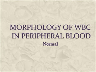 MORPHOLOGY OF WBC
IN PERIPHERAL BLOOD
Normal
 