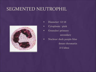 SEGMENTED NEUTROPHIL
 Diameter: 12-16
 Cytoplasm : pink
 Granules: primary
secondary
 Nucleus: dark purple blue
dense chromatin
2-5 lobes
 
