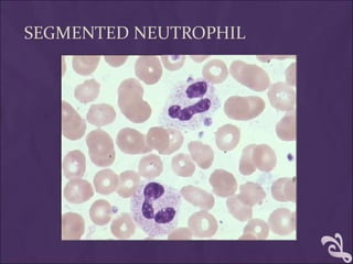 SEGMENTED NEUTROPHIL
 
