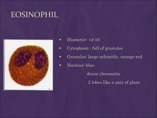 EOSINOPHIL
 Diameter: 14-16
 Cytoplasm : full of granules
 Granules: large refractile, orange-red
 Nucleus: blue
dense chromatin
2 lobes like a pair of glass
 