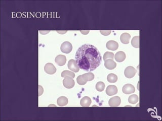 EOSINOPHIL
 