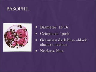 BASOPHIL
 Diameter: 14-16
 Cytoplasm : pink
 Granules: dark blue –black
obscure nucleus
 Nucleus: blue
 