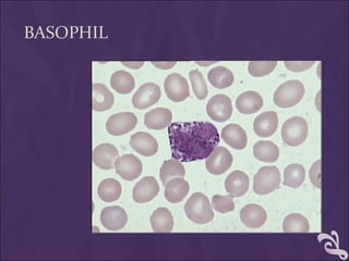 BASOPHIL
 