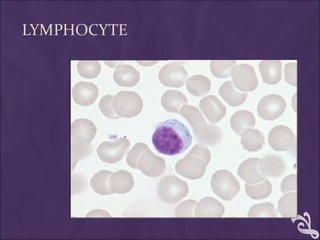 LYMPHOCYTE
 