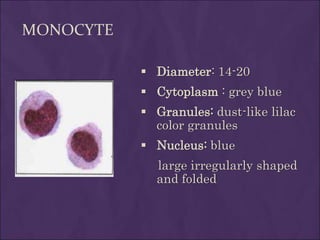 MONOCYTE
 Diameter: 14-20
 Cytoplasm : grey blue
 Granules: dust-like lilac
color granules
 Nucleus: blue
large irregularly shaped
and folded
 