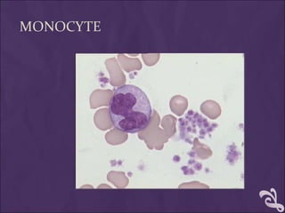 MONOCYTE
 