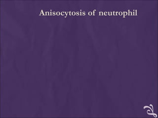 Anisocytosis of neutrophil
 
