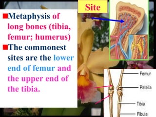 Metaphysis of
long bones (tibia,
femur; humerus)
The commonest
sites are the lower
end of femur and
the upper end of
the tibia.
Site
 