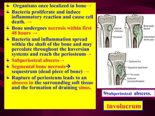Organisms once localized in bone→
Bacteria proliferate and induce
inflammatory reaction and cause cell
death. →
Bone undergoes necrosis within first
48 hours →
Bacteria and inflammation spread
within the shaft of the bone and may
percolate throughout the haversian
systems and reach the periosteum→
Subperiosteal abscess→
Segmental bone necrosis
sequestrum (dead piece of bone) →
Rupture of periosteum leads to an
abscess in the surrounding soft tissue
and the formation of draining sinus.
Subperiosteal abscess.
Involucrum
 