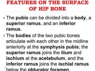 Define Ramus 1- BONES OF LOWER LIMB WITH MORE DETAILS.ppt