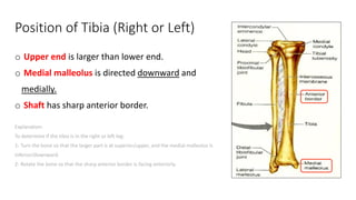 lower limb.pdf