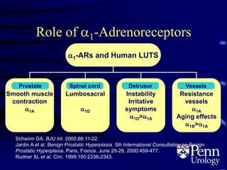 Role of 1-Adrenoreceptors
1-ARs and Human LUTS
Smooth muscle
contraction
1A
Lumbosacral
1D
Instability
Irritative
symptoms
1D>1A
Resistance
vessels
1A
Aging effects
1B>1A
Spinal cordProstate Detrusor Vessels
Schwinn DA. BJU Int. 2000;86:11-22.
Jardin A et al. Benign Prostatic Hyperplasia. 5th International Consultation on Benign
Prostatic Hyperplasia. Paris, France. June 25-28, 2000:459-477.
Rudner XL et al. Circ. 1999;100:2336-2343.
2.8
 