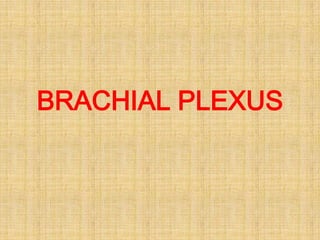 BRACHIAL PLEXUS 