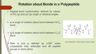 Rotation about Bonds in a Polypeptide
 Peptide bond conformation defined by values
of Phi (φ) and psi (ψ) angle or dihedral angles
 φ is angle of rotation about bond between N-Cα
bond
 ψ is angle of rotation about bond between Cα-C
bond
 Both φ and ψ defined as ±180° when
peptide
polypeptide fully extended and all
groups in same plane
Fig.2.22: Biochemistry 7th edition by Berg, Tymoczko and Stryer
α
 