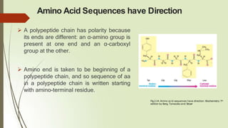Amino Acid Sequences have Direction
 A polypeptide chain has polarity because
its ends are different: an α-amino group is
present at one end and an α-carboxyl
group at the other.
 Amino end is taken to be beginning of a
polypeptide chain, and so sequence of aa
in a polypeptide chain is written starting
with amino-terminal residue.
Fig.2.14: Amino acid sequences have direction: Biochemistry 7th
edition by Berg, Tymoczko and Stryer
 
