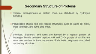 Secondary Structure of Proteins
🠶 Regular arrangements of protein chain are stabilized by hydrogen
bonding
🠶 Polypeptide chains fold into regular structures such as alpha (α) helix,
beta (β) sheet, and turns and loops.
🠶 α-helices, β-strands, and turns are formed by a regular pattern of
hydrogen bonds between peptide N-H and C=O groups of aa that are
near one another in linear sequence. Such folded segments are called
secondary structure.
 