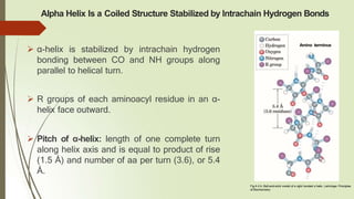 Alpha Helix Is a Coiled Structure Stabilized by Intrachain Hydrogen Bonds
 α-helix is stabilized by intrachain hydrogen
bonding between CO and NH groups along
parallel to helical turn.
 R groups of each aminoacyl residue in an α-
helix face outward.
 Pitch of α-helix: length of one complete turn
along helix axis and is equal to product of rise
(1.5 Å) and number of aa per turn (3.6), or 5.4
Å.
Fig.4.4 b: Ball-and-stick model of a right handed α helix. Lehninger Principles
of Biochemistry
Amino terminus
 