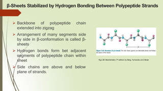 β-Sheets Stabilized by Hydrogen Bonding Between Polypeptide Strands
 Backbone of polypeptide chain
extended into zigzag
 Arrangement of many segments side
by side in β-conformation is called β-
sheets
 Hydrogen bonds form bet adjacent
segments of polypeptide chain within
sheet
 Side chains are above and below
plane of strands.
Fig.2.30: Biochemistry 7th edition by Berg, Tymoczko and Stryer
C
O
Cα
N
H
 