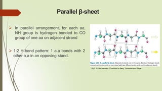 Parallel β-sheet
 In parallel arrangement, for each aa,
NH group is hydrogen bonded to CO
group of one aa on adjacent strand
 1:2 H-bond pattern: 1 a.a bonds with 2
other a.a in an opposing stand.
Fig.2.32: Biochemistry 7th edition by Berg, Tymoczko and Stryer
N
H
O
C
Cα
R
O
C
 