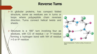 Reverse Turns
 In globular proteins, has compact folded
structure, some aa residues are in turns or
loops where polypeptide chain reverses
direction. Turns connect helical twists and
sheets.
 Structure is a 180° turn involving four aa
residues, with CO of residue i or 1st residue
forming a hydrogen bond with NH of residue
i+3 or 4th residue
Fig.3.42: Biochemistry 7th edition by Berg, Tymoczko and
Stryer
C O
N
H
 