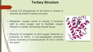 Tertiary Structure
 Overall 3-D arrangement of all atoms in protein is
referred as protein’s tertiary structure
 Myoglobin, oxygen carrier in muscle. It functions
both to store oxygen and to facilitate oxygen
diffusion in rapidly contracting muscle tissue.
 Capacity of myoglobin to bind oxygen depends on
presence of heme, a non-polypeptide prosthetic
group consisting of protoporphyrin IX and a central
iron atom.
Fig.3.44 b: Biochemistry 7th edition by Berg, Tymoczko and Stryer
 