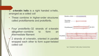 1. α-keratin helix is a right handed α-helix,
arranged as a coiled coil
• These combine in higher-order structures
called protofilaments and protofibrils.
• Four protofibrils—32 strands of α-keratin
altogether—combine to form an
intermediate filament
• 2 strands of α-keratin, oriented in parallel
wrapped each other to form super-twisted
coiled coil
Fig.4.11: Biochemistry 7th edition by Berg, Tymoczko and Stryer
 