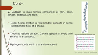 Cont--
2. Collagen is main fibrous component of skin, bone,
tendon, cartilage, and teeth.
• Super helical twisting is right handed, opposite in sense
to left handed helix of α-chains.
• Three aa residue per turn. Glycine appears at every third
residue in a sequence.
• Hydrogen bonds within a strand are absent.
Fig.2.40: Biochemistry 7th edition by Berg, Tymoczko and Stryer
Fig.4.12 (a). Lehninger Principles of Biochemistry, 6th Ed.
 